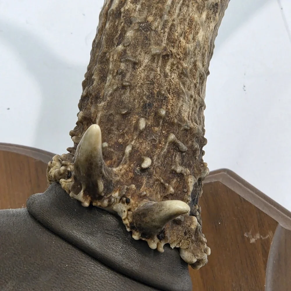 Vintage South Dakota Mule Deer Antler Taxidermy Mount 10 Point 22